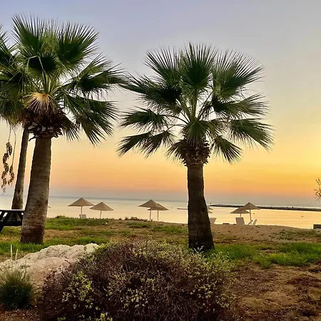 Olive By The Sea * Vokolidha